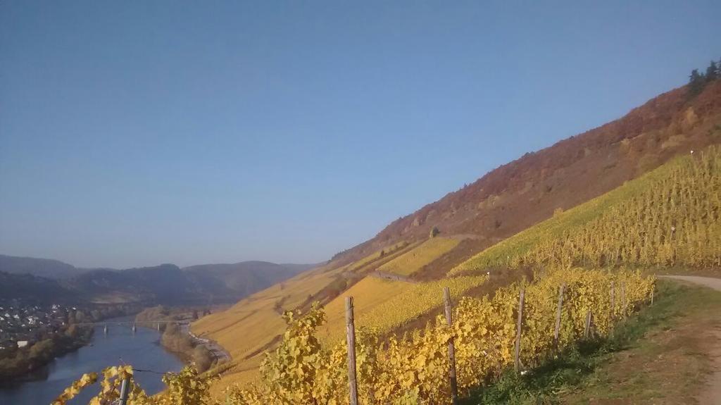 Weingut Matthias Dauns Apartment Reil Bagian luar foto