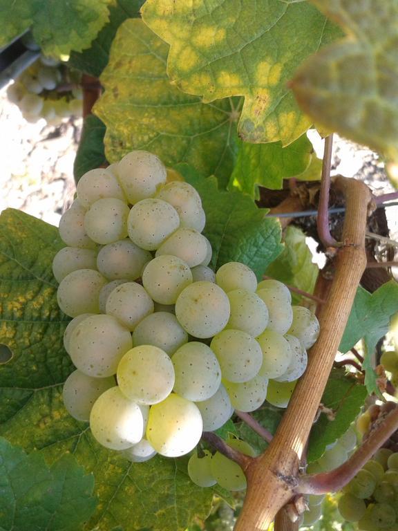 Weingut Matthias Dauns Apartment Reil Bagian luar foto
